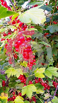 Branch with red currant berries photo
