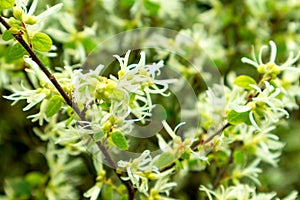 Rubrum L.-Loropetalum chinense