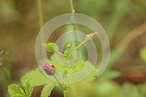 Rubus arcticus, the Arctic bramble, with bud