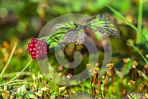 Rubus arcticus, the Arctic bramble, royal berry