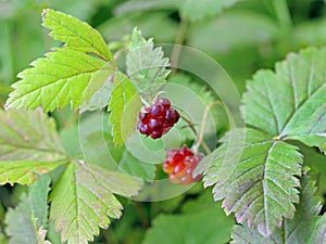 Rubus arcticus