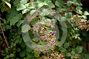 Rubus blackberries on plant. Ripe and unripe fruits