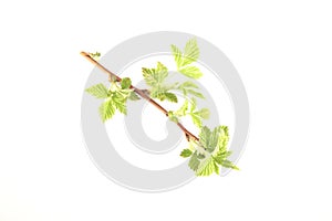 Rubus blackberry leaves