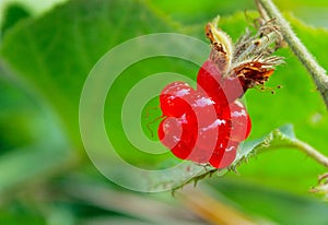 Dedicate raspberry, Rubus buergeri photo