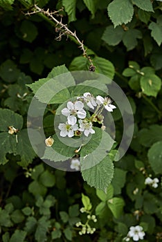 Rubus caesius in blom