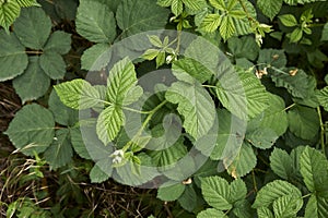 Rubus caesius branch close up