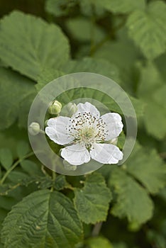 Rubus caesius shrub in bloom