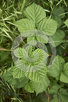 Rubus caesius branch close up