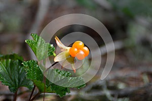 Rubus chamaemorus