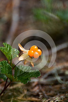 Rubus chamaemorus