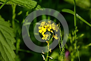 Rubus. Forest plant. photo