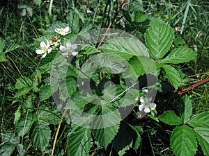 Rubus fruticosus.