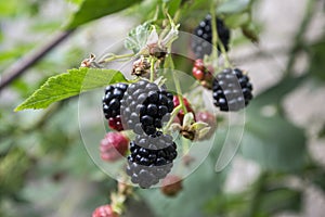 Rubus fruticosus big and tasty garden blackberries, black ripened fruits berries on branches