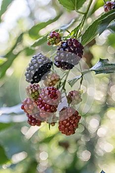 Rubus fruticosus big and tasty garden blackberries, black ripened fruits berries on branches