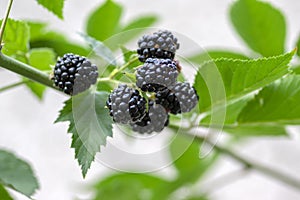 Rubus fruticosus big and tasty garden blackberries, black ripened fruits berries on branches