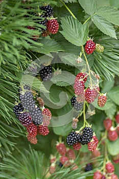 Rubus fruticosus big and tasty garden blackberries, black ripened and red ripening fruits berries on branches