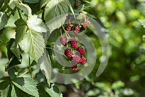 Rubus fruticosus big and tasty garden blackberries, black ripening fruits berries on branches