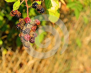 Rubus fruticosus blackberry in various ripening and decay