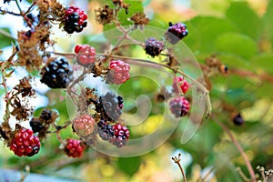 Rubus fruticosus blackberry in various ripening stages