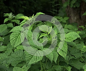 Rubus idaeus