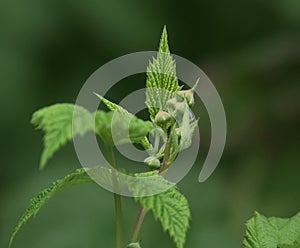 Rubus idaeus