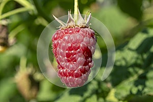 Rubus idaeus berry