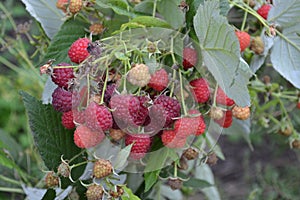 Rubus idaeus. Raspberries. Raspberry berries