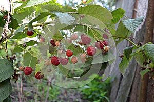 Rubus idaeus. Raspberries. Raspberry berries