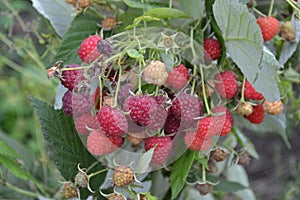 Rubus idaeus. Raspberries. Raspberry berries