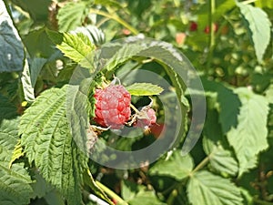 Rubus idaeus (raspberry, also called red raspberry or occasionally as European raspberry)