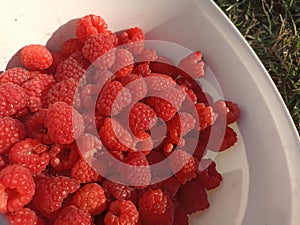 Rubus idaeus (raspberry, also called red raspberry or occasionally as European raspberry)