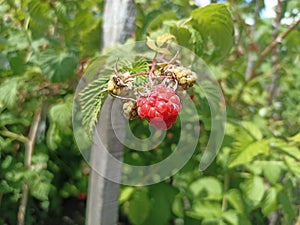 Rubus idaeus (raspberry, also called red raspberry or occasionally as European raspberry)