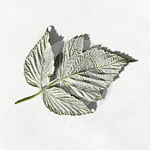 Rubus idaeus, raspberry fresh leaf on white. reverse side