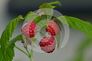 Rubus idaeus raspberry