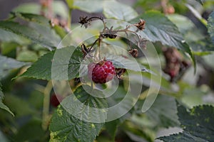 Rubus idaeus, shrub, a species of the Rubus genus of the family Rosaceae