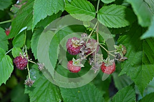 Rubus idaeus, shrub, a species of the Rubus genus of the family Rosaceae