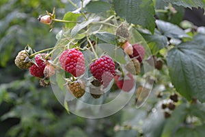 Rubus idaeus, shrub, a species of the Rubus genus of the family Rosaceae