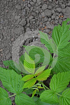 Rubus idaeus, shrub, a species of the Rubus genus of the family Rosaceae