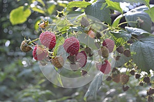 Rubus idaeus, shrub, a species of the Rubus genus of the family Rosaceae