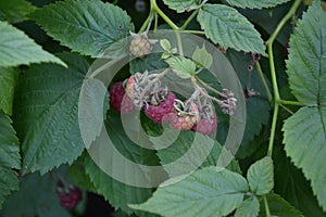 Rubus idaeus, shrub, a species of the Rubus genus of the family Rosaceae