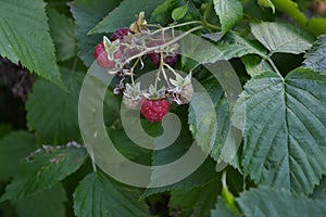 Rubus idaeus, shrub, a species of the Rubus genus of the family Rosaceae