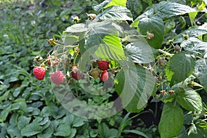 Rubus idaeus, shrub, a species of the Rubus genus of the family Rosaceae