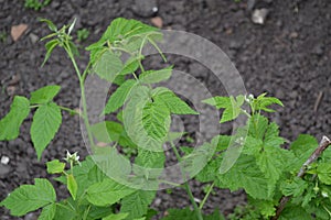 Rubus idaeus, shrub, a species of the Rubus genus of the family Rosaceae