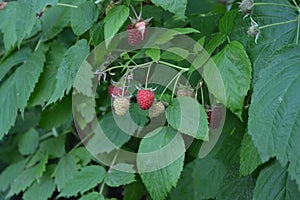 Rubus idaeus, shrub, a species of the Rubus genus of the family Rosaceae