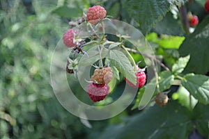 Rubus idaeus, shrub, a species of the Rubus genus of the family Rosaceae