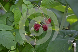 Rubus idaeus, shrub, a species of the Rubus genus of the family Rosaceae