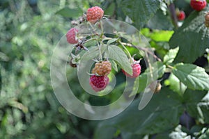 Rubus idaeus, shrub, a species of the Rubus genus of the family Rosaceae