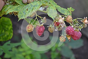 Rubus idaeus, shrub, a species of the Rubus genus of the family Rosaceae