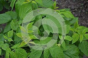 Rubus idaeus, shrub, a species of the Rubus genus of the family Rosaceae