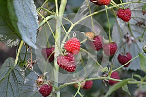 Rubus idaeus, shrub, a species of the Rubus genus of the family Rosaceae